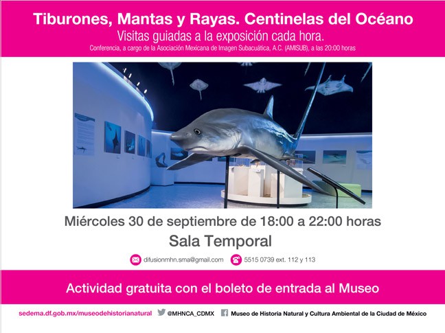 noche-museos-exposicion-tiburones-mantas-rayas-centinelas-oceano-septiembre-2015